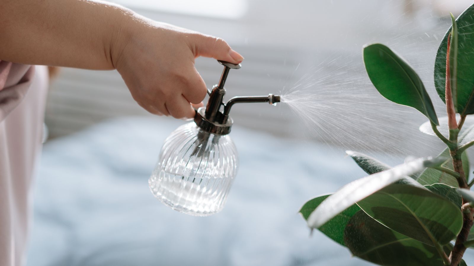 A hand mists an indoor plant with a vintage spray bottle in a cozy room.